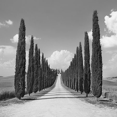 FRANK KRAHMER - Cypress alley, San Quirico d'Orcia, Tuscany (detail) - 1FK5184