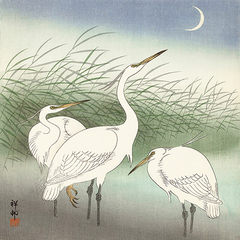 OHARA KOSON - Herons in shallow water - 1JP5245