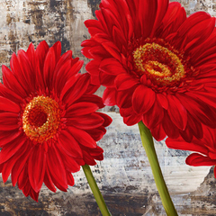 JENNY THOMLINSON - Red Gerberas I - 1JT1451