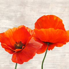 JENNY THOMLINSON - Bright Poppies II - 1JT4928