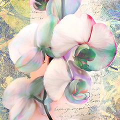 KELLY PARR - Kaleidoscope Orchid (detail) - 1KP4906