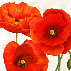 LUCA VILLA - Poppies I - 1LC1781