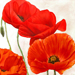 LUCA VILLA - Poppies II - 1LC1782