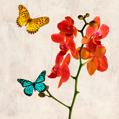 TEO RIZZARDI - Orchids & Butterflies II - 1TR1893 - comprar online