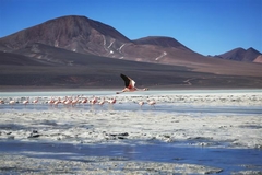 Laguna Colorada, La Rioja