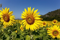 Campo de girasoles II