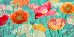 CYNTHIA ANN - Poppies in Bloom - 2AN4674