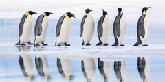 Emperor penguin group - Antarctica - 2AP1701 - comprar online