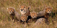 Leopardos Family