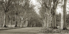 Tree Lined Road, Norfolk, UK - 2AP2050