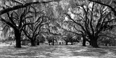 Avenue of oaks, South Carolina - 2AP3214