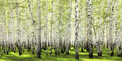 Birch forest in spring - 2AP3302