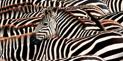 PANGEA IMAGES - Herd of zebras - 2AP3337 - comprar online