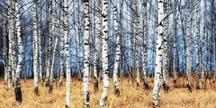 OLEG ZNAMENSKIY - Birch grove in autumn - 2AP3347