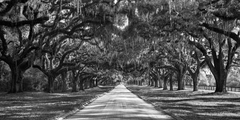 Tree lined plantation entrance, South Carolina - 2AP3351