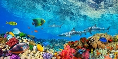 Reef Sharks and fish, Indian Sea - 2AP3665