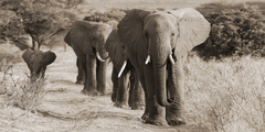 Familia de elefantes - 2AP3673