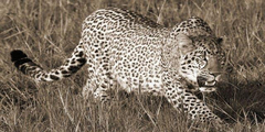 PANGEA IMAGES - Leopard hunting - 2AP4227
