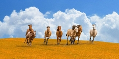 PANGEA IMAGES - Herd of wild horses - 2AP4253