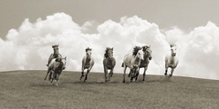 PANGEA IMAGES - Herd of wild horses (BN) - 2AP4254