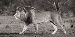 PANGEA IMAGES - Lion walking in African Savannah - 2AP4309 - comprar online