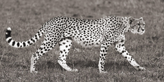 PANGEA IMAGES - Cheetah Hunting, Masai Mara - 2AP4310 - comprar online