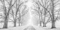 Tree lined road in the snow - 2AP4314