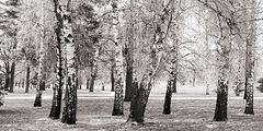 Birches in a Park - 2AP4315