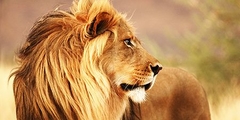 Male lion, Namibia (detail) - 2AP4883 - comprar online