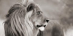 Male lion (detail) - 2AP4884