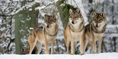 Wolves in the snow, Germany (detail) - 2AP4890 - comprar online