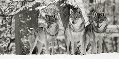 Wolves in the snow, Germany (detail, BW) - 2AP4891