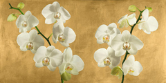 ANDREA ANTINORI - Orchids on a Golden Background - 2AT5747