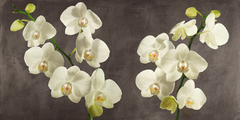 ANDREA ANTINORI - Orchids on Grey Background - 2AT5748