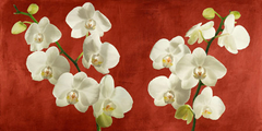 ANDREA ANTINORI - Orchids on Red Background - 2AT5749