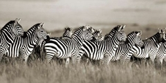 FRANK KRAHMER - Grant's zebra, Masai Mara, Kenya - 2FK3123