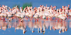 FRANK KRAHMER - Lesser flamingo, Lake Nakuru, Kenya - 2FK3124 - comprar online