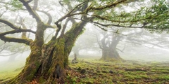 FRANK KRAHMER - Bosque de laurisilva en la niebla, Madeira, Portugal - 2FK3177