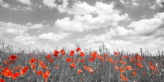 FRANK KRAHMER - Poppies in corn field, Bavaria, Germany - 2FK3178