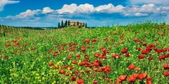 FRANK KRAHMER - Cipreses y amapolas, Toscana, Italia - 2FK3244