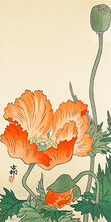 OHARA KOSON - Poppies - 2JP5034