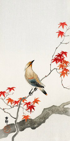 Japanese Jay on Maple - 2JP5692