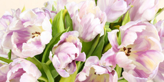 LUCA VILLA - Tulipes en Fleur - 2LC1881