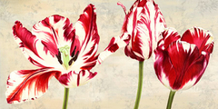 LUCA VILLA - Tulipes Royales - 2LC2403