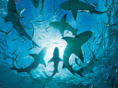 Tiburones bajo el agua - 3AP2035