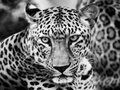 Leopardo joven - 3AP2046