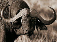 The buffalo - 3AP2048