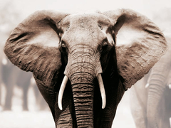 Elefante africano - 3AP2049
