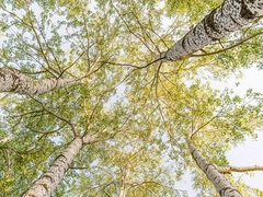 PANGEA IMAGES - Bosques de abedules en primavera - 3AP3241