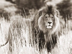 Male lion - 3AP3311
